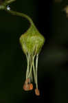 Alumroot